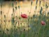 Mohnblumen