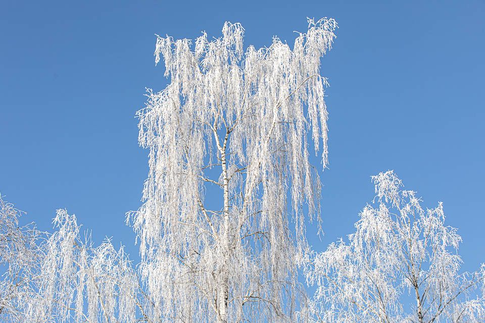 Baum mit Schnee