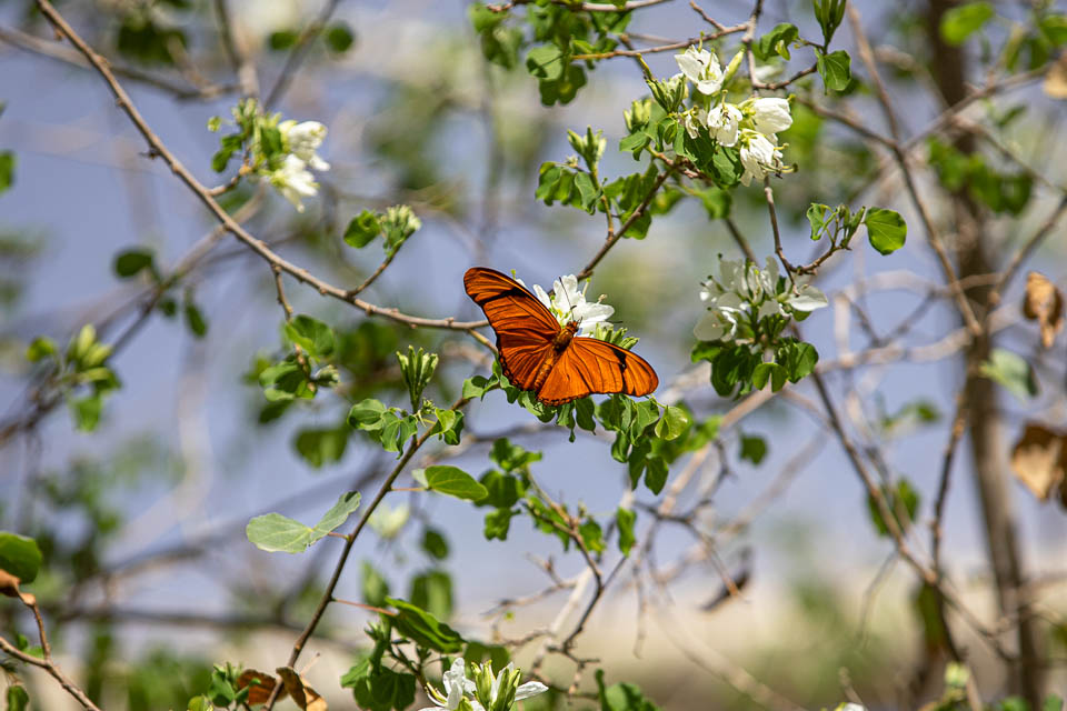 Phoenix, Desert Botanical Garden, Schmetterling