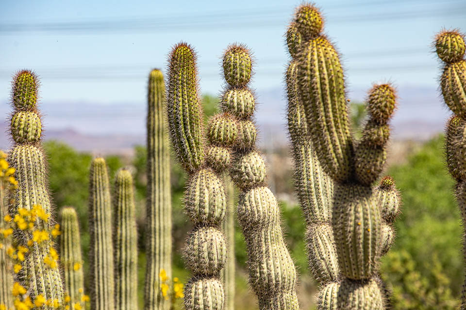 Phoenix, Desert Botanical Garden, Kakteen