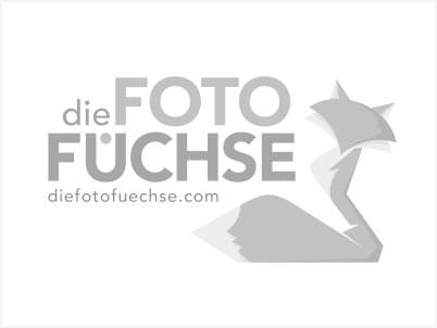 Logo Die Fotofüchse