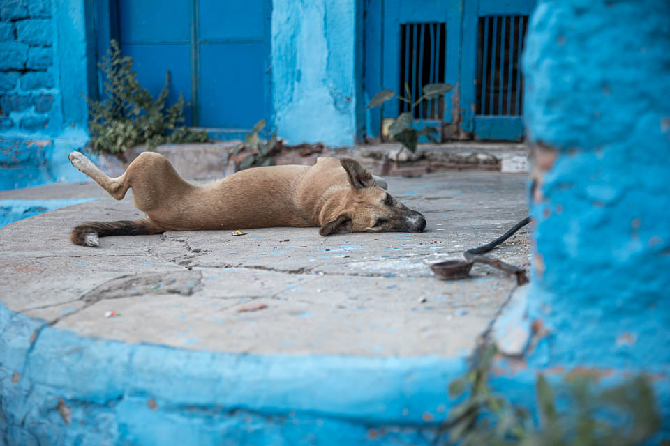 Hund in Jodhpur