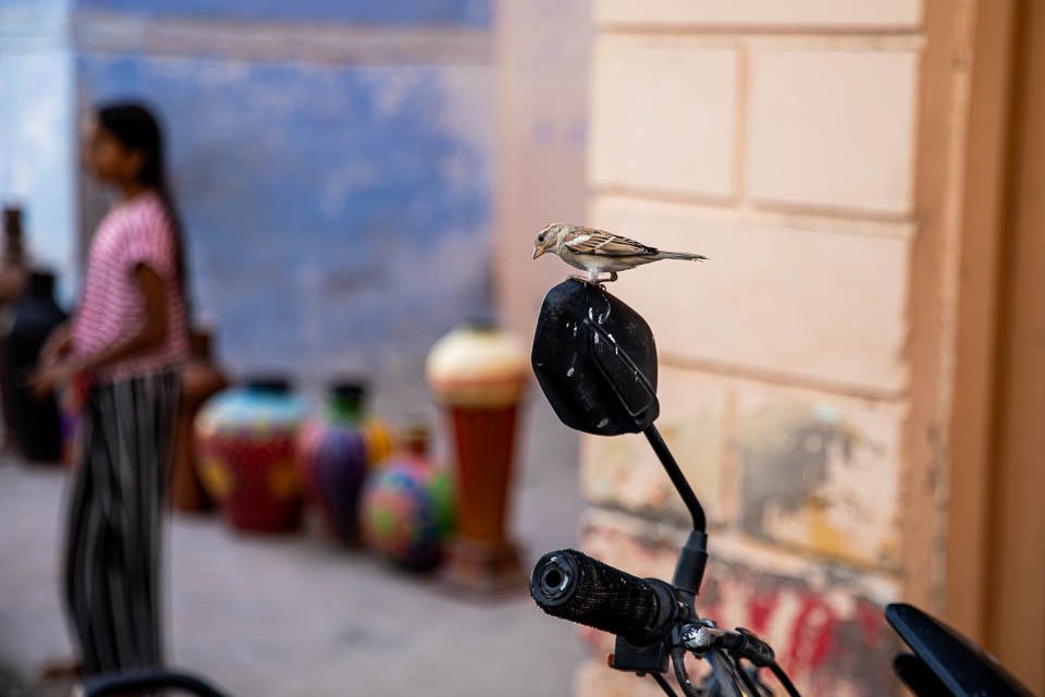 Vogel in Jodhpur