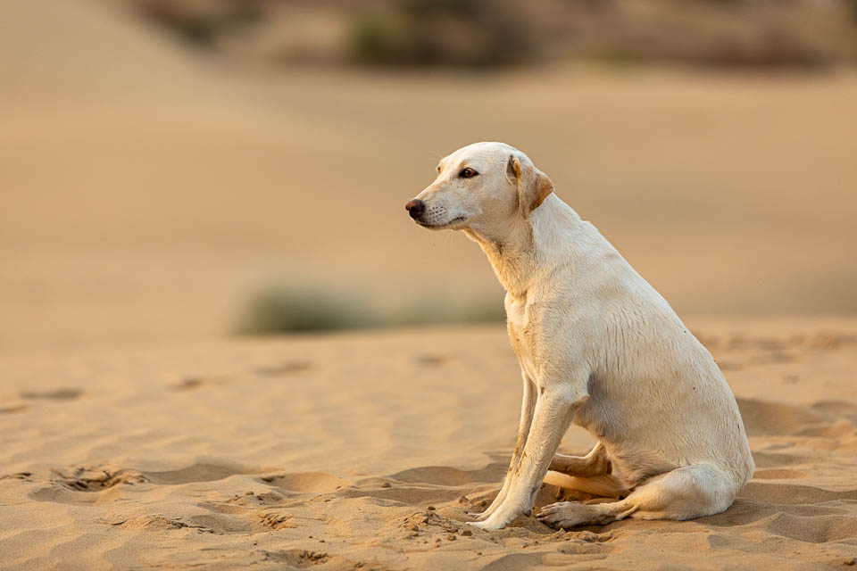 Hund in der Wüste Thar