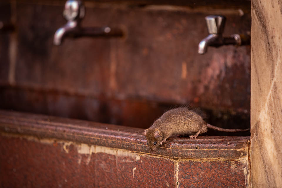 Ratte im Karni Mata Rattentempel