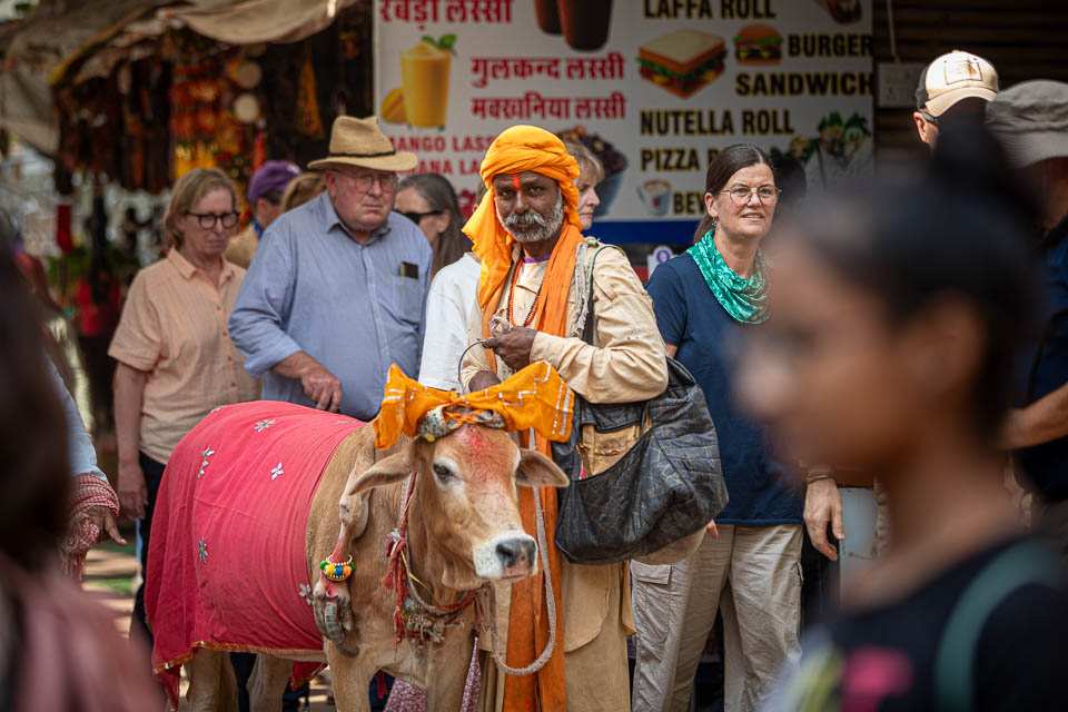Mann mit Kuh  in Pushkar