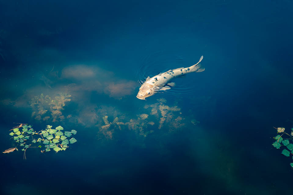 Koi