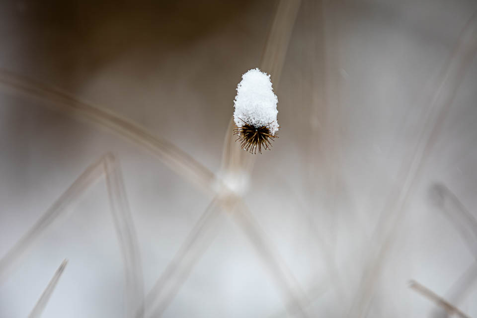 Karde mit Schneemütze