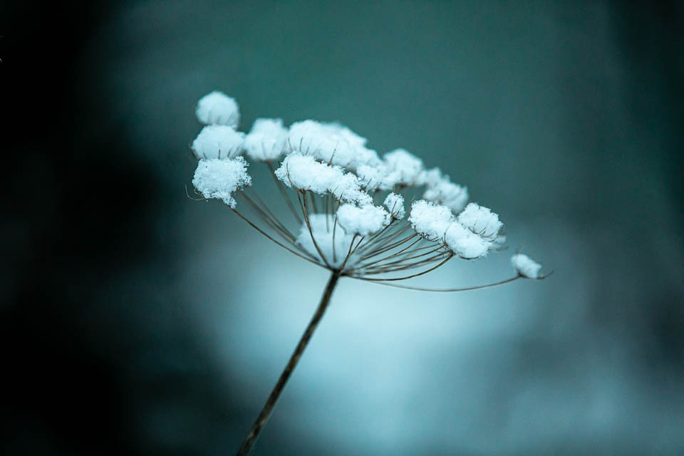 Trockenblume im Schnee