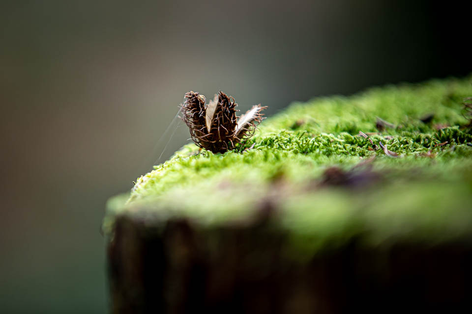 Buchensamen