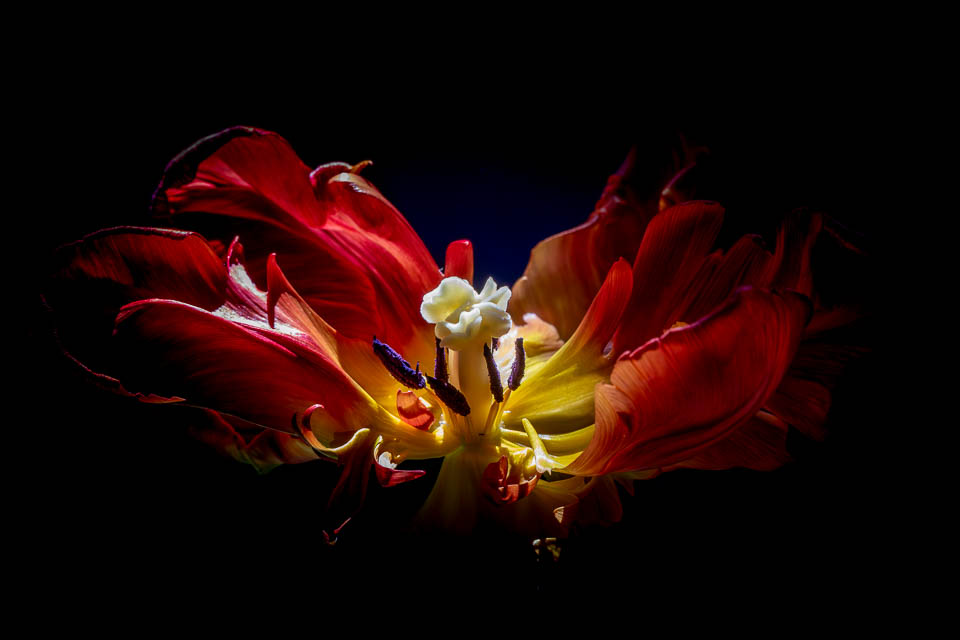 verblühte Tulpe