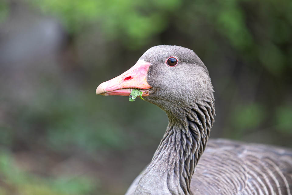 Gans mit Blatt im Schnabel