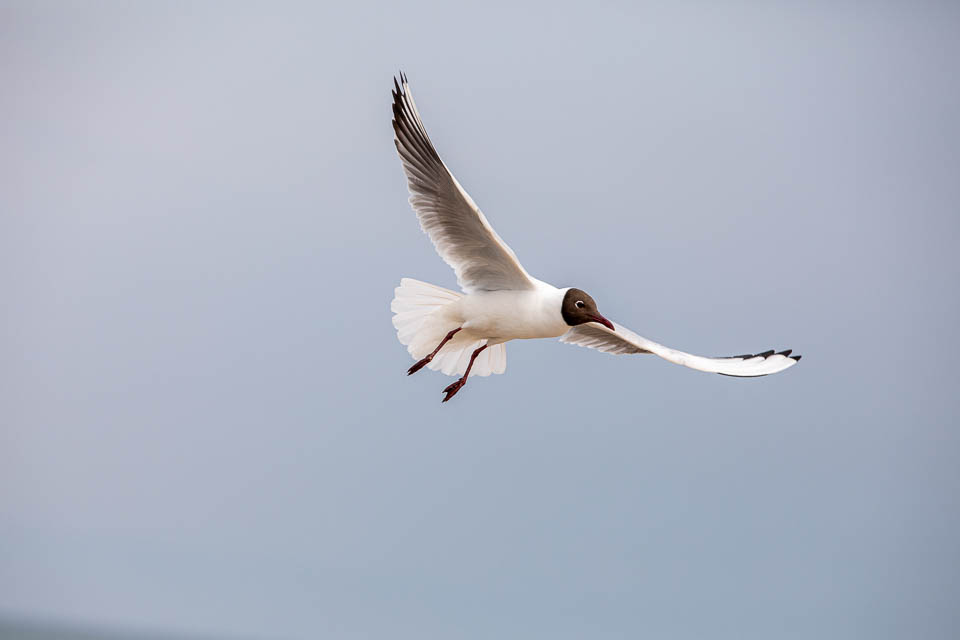 Lachmöwe im Flug