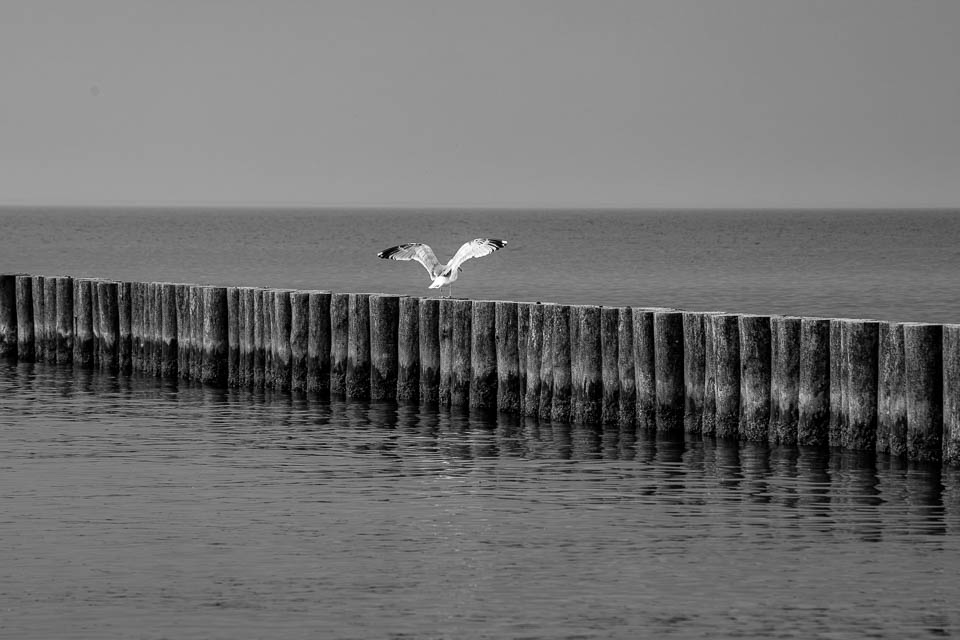 Möwe mit gespreizten Flügeln