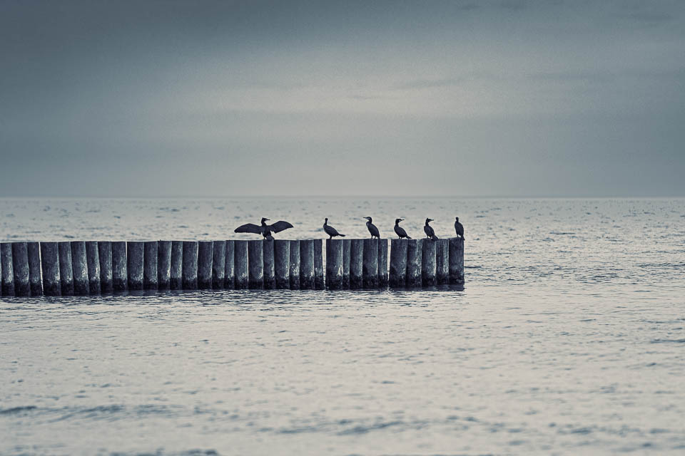 Vögel am Meer