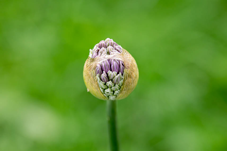 Knospe einer Zwiebelblüte