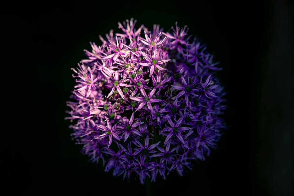 Zwiebelblüte