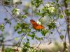 Phoenix, Desert Botanical Garden, Schmetterling