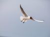Lachmöwe im Flug