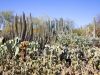 Phoenix, Desert Botanical Garden