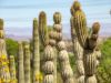 Phoenix, Desert Botanical Garden, Kakteen