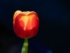 Tulpe mit Lichtspiel